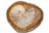 Pink Champagne Ammonite (Hoploscaphities) Fossil (Pos/Neg) - SD #336264-2